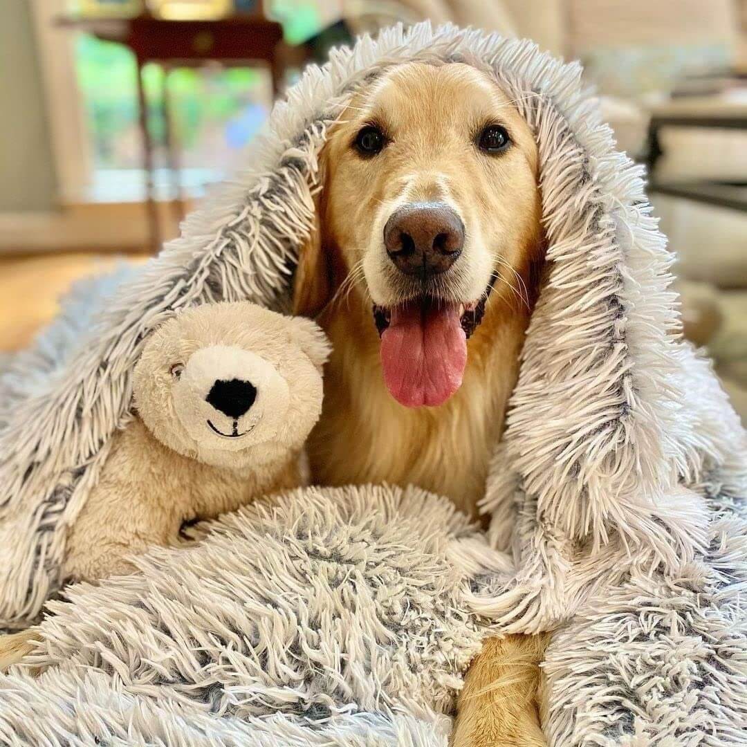 Ein Golden Retriever kuschelt sich gemütlich mit einem Teddy und einer flauschigen Decke ein.