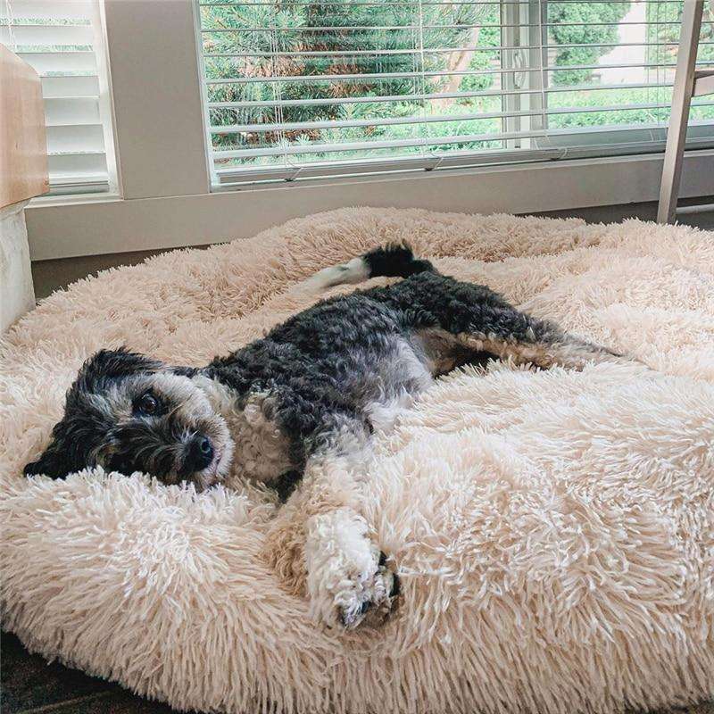 Hund schläft gemütlich auf einem flauschigen apricotfarbenen Hundebett