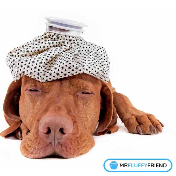 Gängige Symptome bei kranken Hunden, die du nicht ignorieren solltest