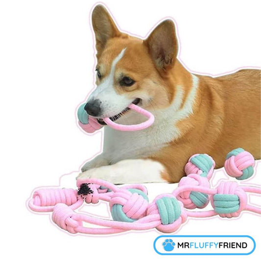 Zähneputzen für Hunde