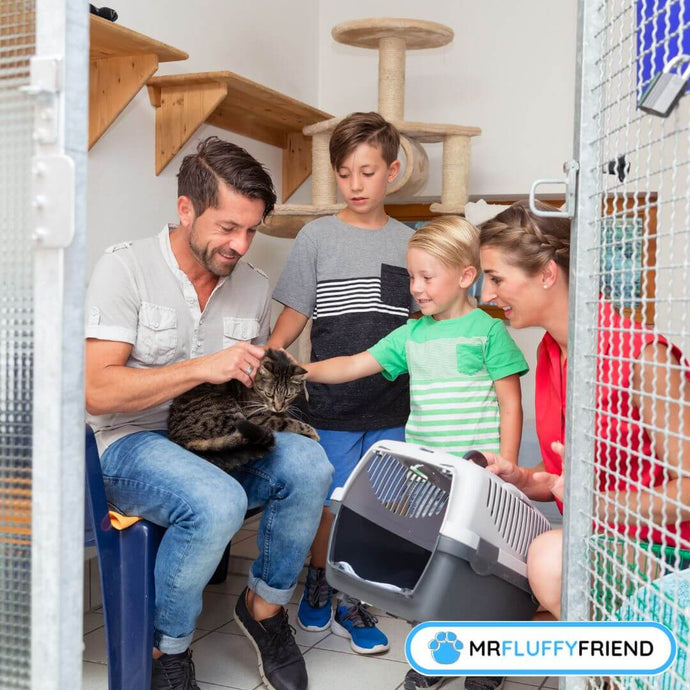 Schwarze Katzen adoptieren: Mythen und Vorteile