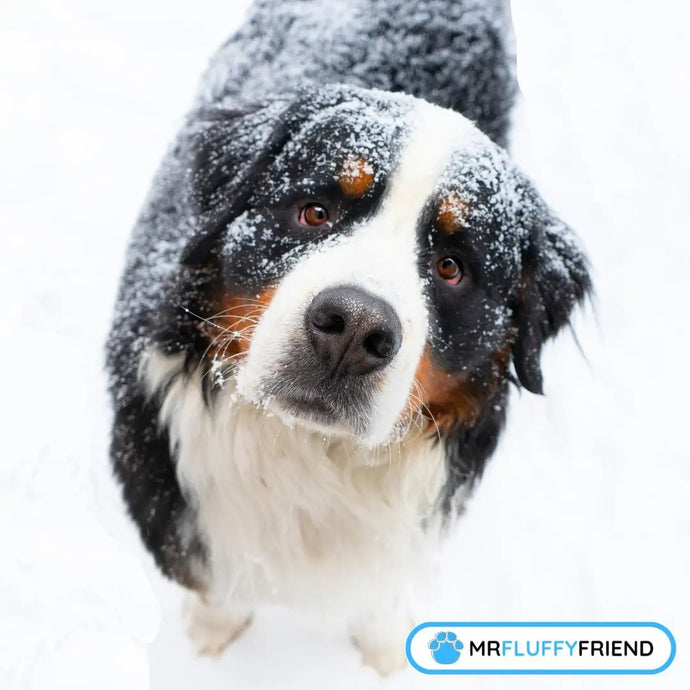 Winter-Grooming für Hunde: So bleibt dein Hund gesund und glücklich