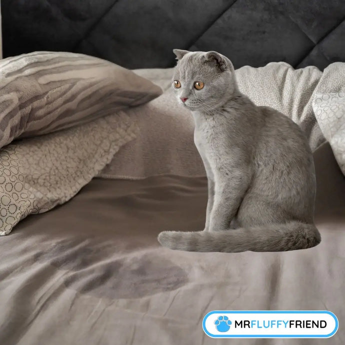 Warum pinkelt meine Katze auf mein Bett?