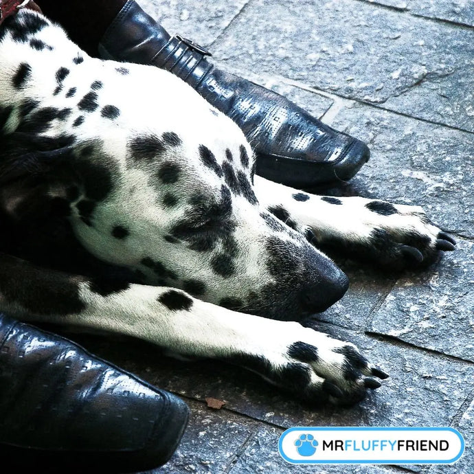 Warum schläft mein Hund zu meinen Füßen?