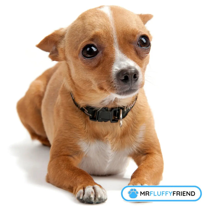 Hundetrennungsangst-Training: 6 Tipps, die wirklich funktionieren