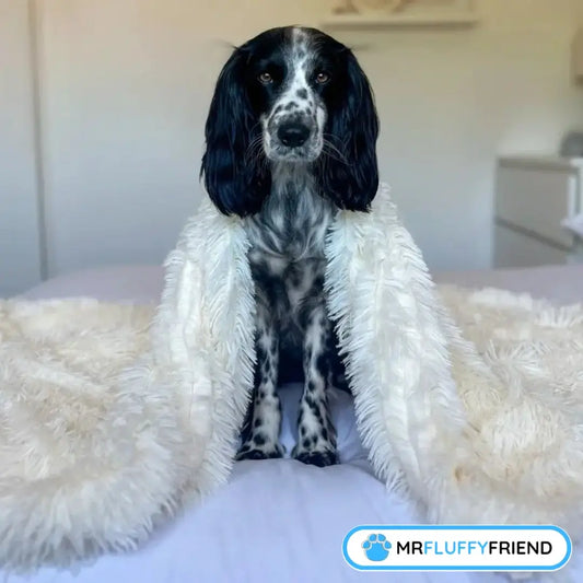 Blogbild: „5 beste Produkte für Hunde: Von Hundedecken bis orthopädische Betten“ – schwarz-weißer Spaniel auf einem Bett unter flauschiger cremefarbener Decke