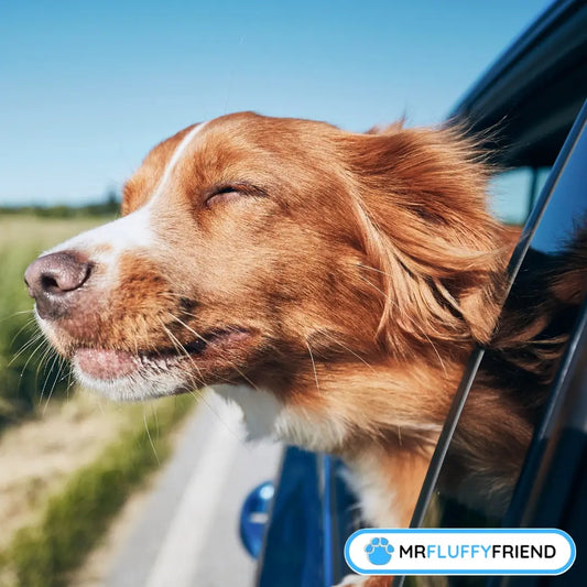 Titelbild für den Blog „Hund Autoangst: 8 bewährte Strategien, um sie zu überwinden“ zeigt einen braun-weißen Hund, der entspannt aus dem Autofenster lehnt