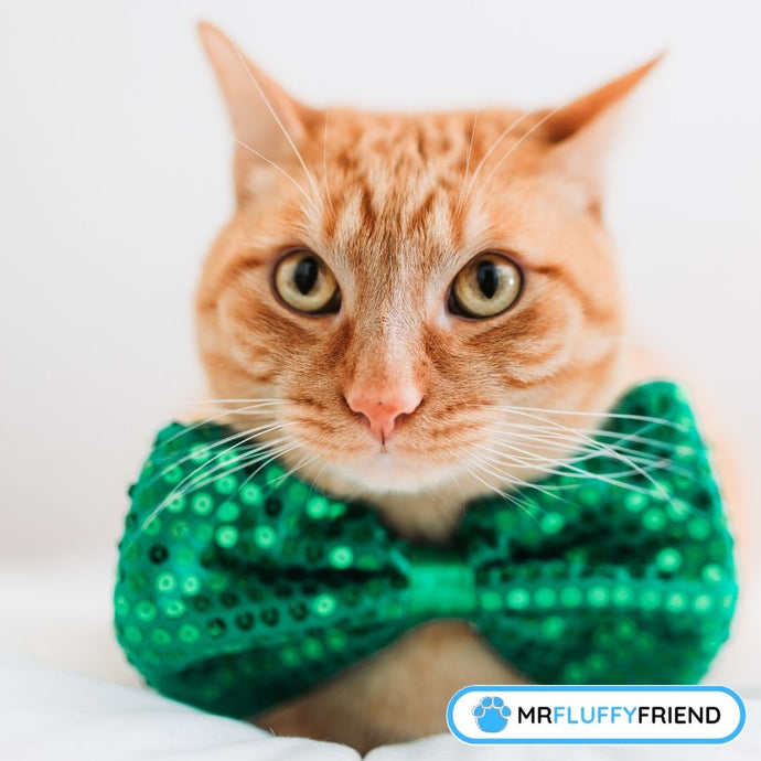 Was ist eine Manx-Katze: Fakten und Informationen