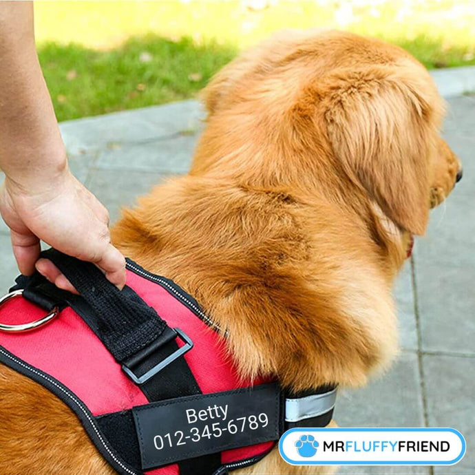 5 Gründe, warum du ein Hundegeschirr brauchst