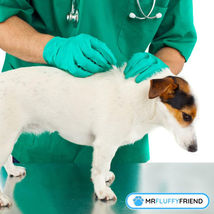 Eine Anleitung, wie man Flöhe bei Hunden findet