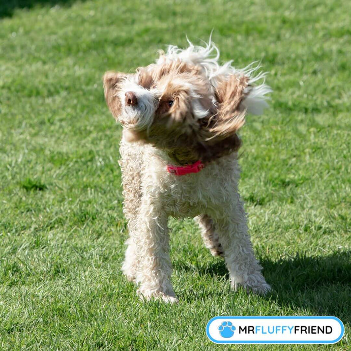 Schütteln des Hundekopfes und juckende Ohren: Sollte man sich Sorgen machen?