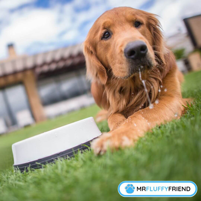 Anzeichen von Dehydration bei Hunden: Was kannst du tun?