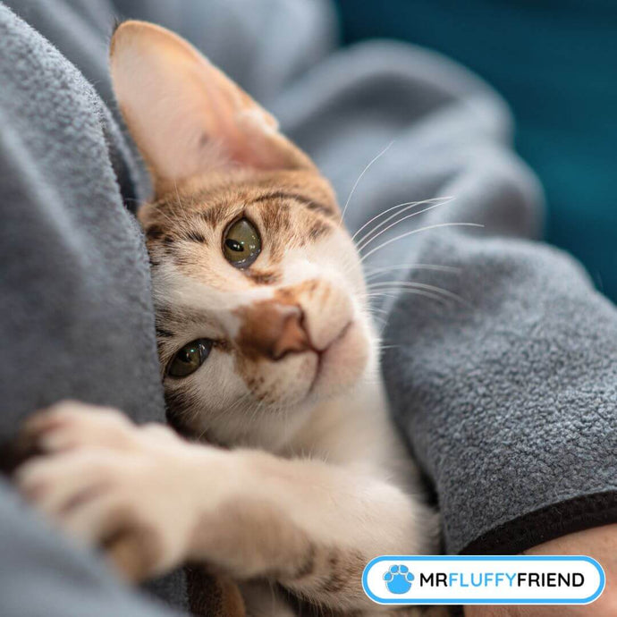 Anhänglich Katzen: Warum ist meine Katze in letzter Zeit so anhänglich?