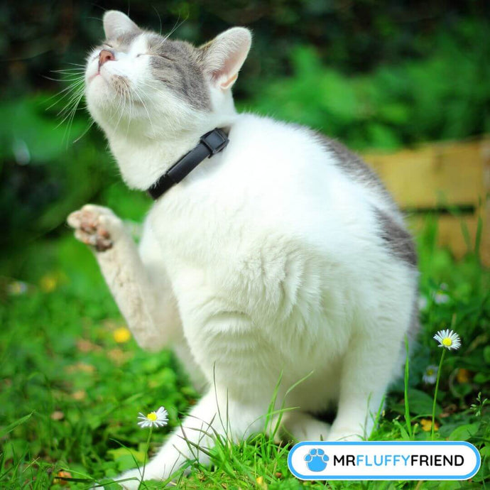 Können Katzen Allergien bekommen? Häufige Allergene und Behandlungen