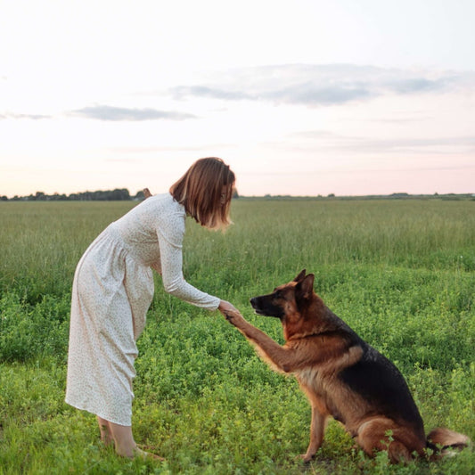 Hundetraining: So machst Du das Beste draus!
