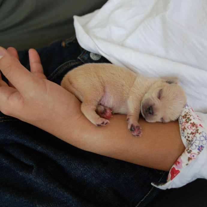 10 Fragen, die Du beantworten solltest bevor Du dir einen Welpen holst