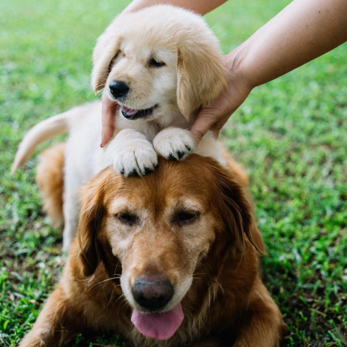 Einen Zweithund zuzulegen: Das solltest Du wissen!
