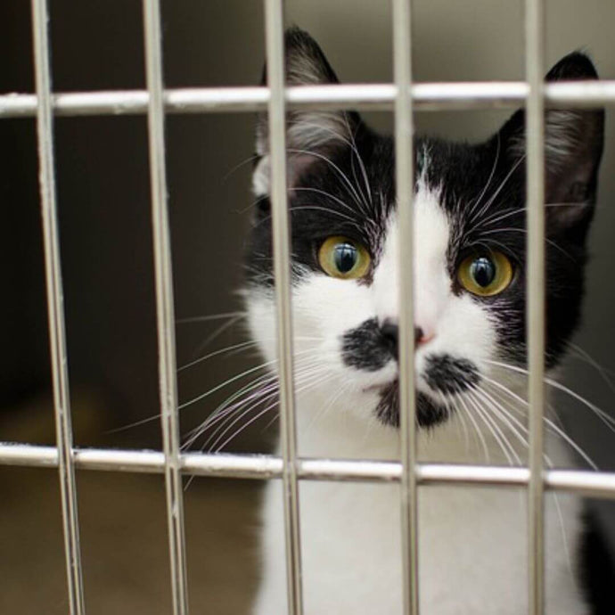 Adoption VS Kauf eines Haustiers: Vor- und Nachteile