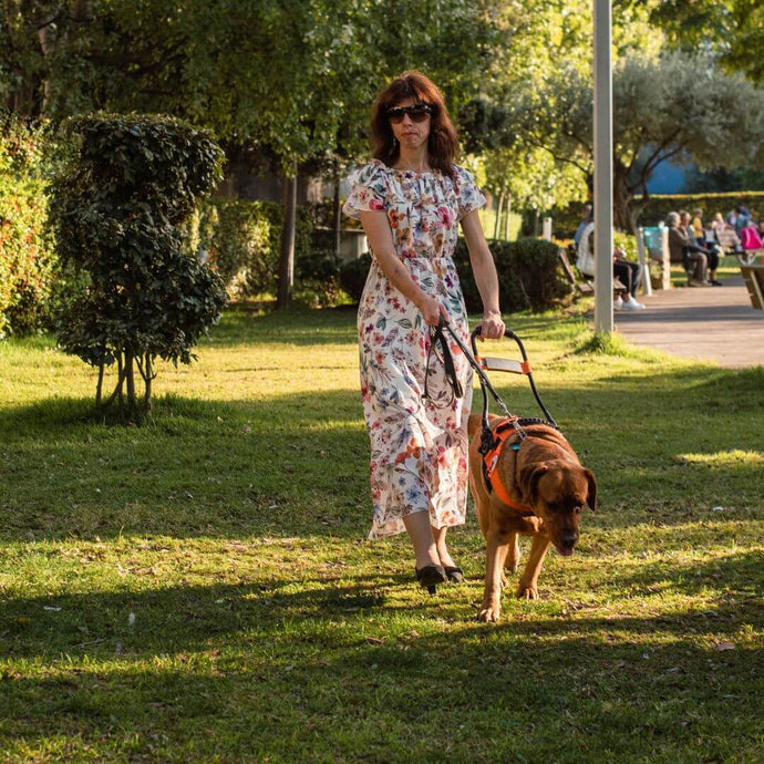 Alles rund um Servicehunde