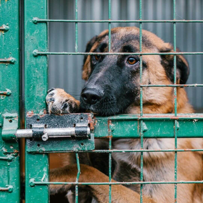 5 Gründe, warum du dein lokales Tierheim unterstützen solltest