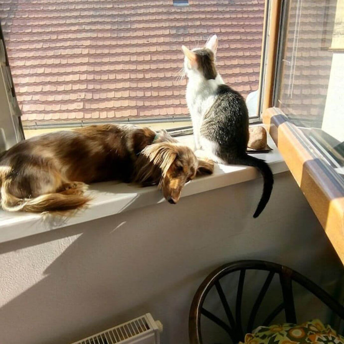 Worauf man bei einem Haustiersitter achten sollte