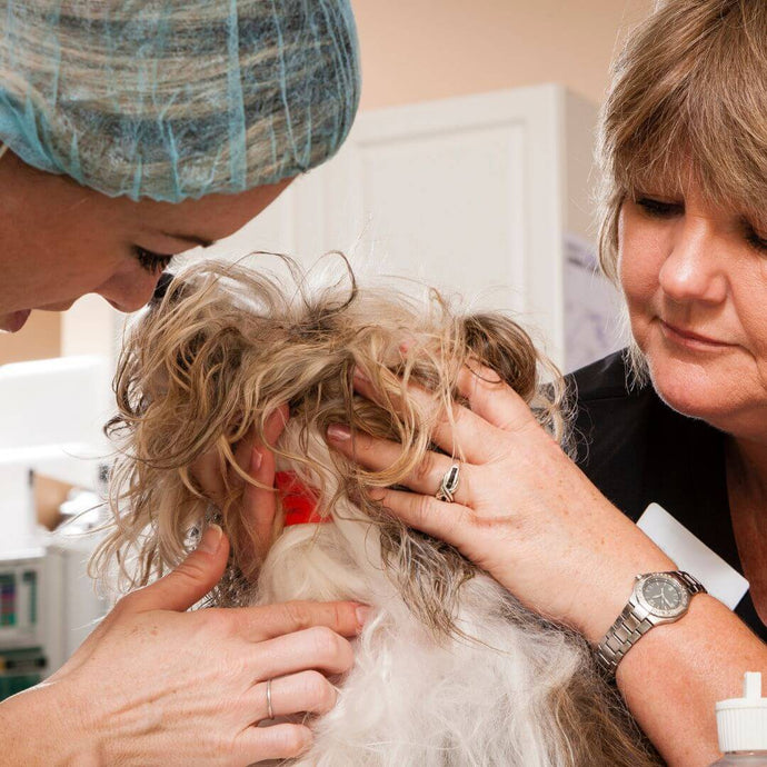 Sollte mein alter Hund operiert werden?