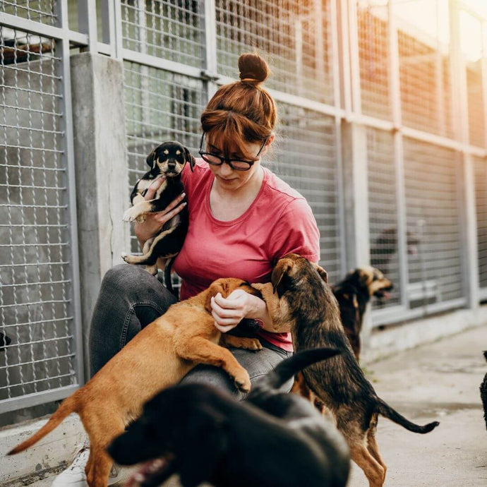 5 Gründe, warum du ein Tier aus dem Tierheim adoptieren solltest