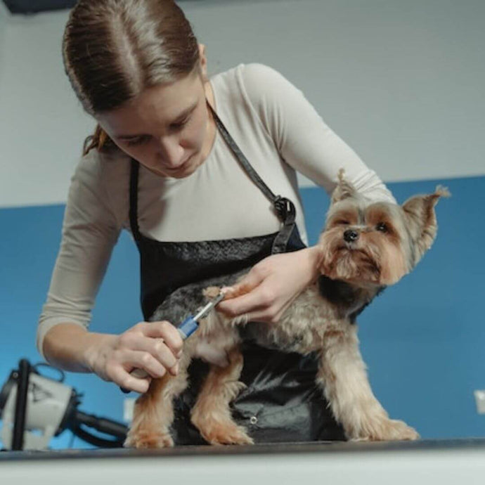 Hundekrallen schneiden: So funktioniert's