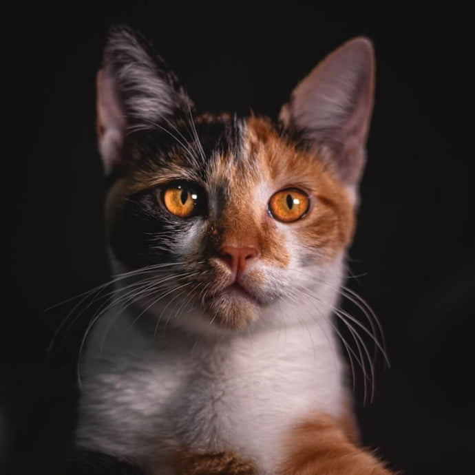 Freigängerkatze: Kein Weglaufen mehr