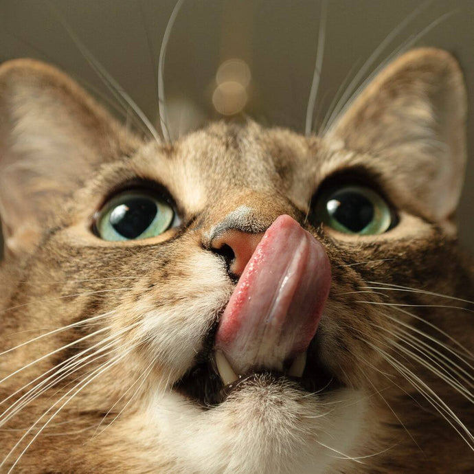 5 Gründe, warum deine Katze nichts frisst