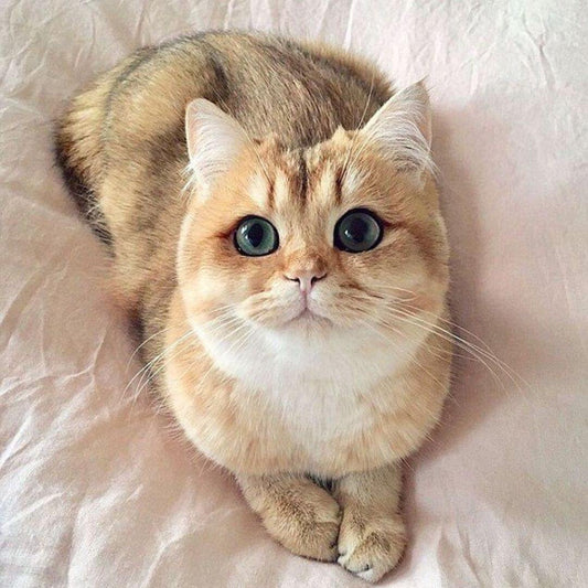 Die-besten-Katzenrassen
