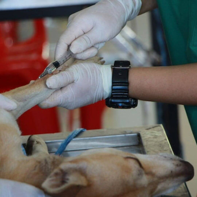 Erste Hilfe für Haustiere: Was du wissen solltest