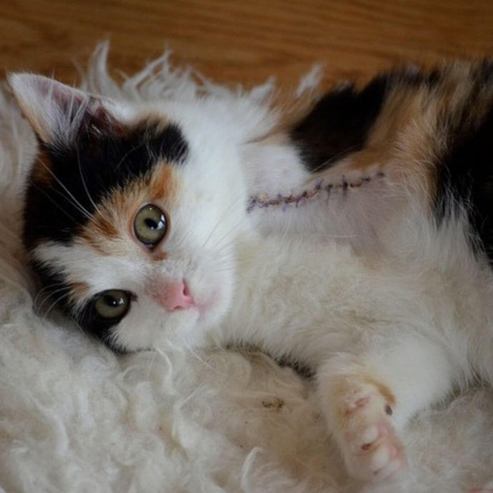 Haustiere mit Einschränkungen: Was du wissen solltest