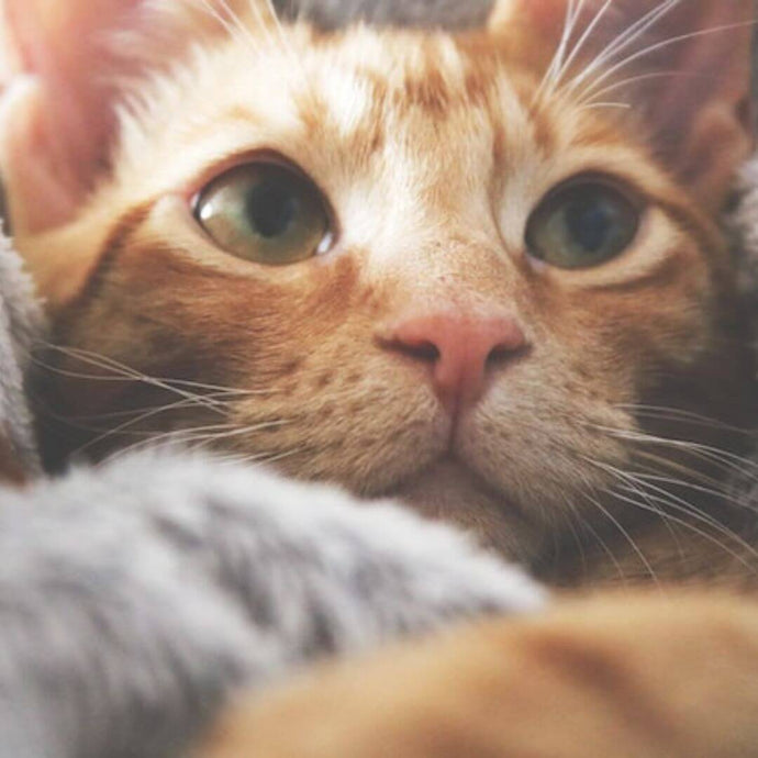 5 Gründe, warum deine Fluffy Friends ihren eigenen Platz haben sollten