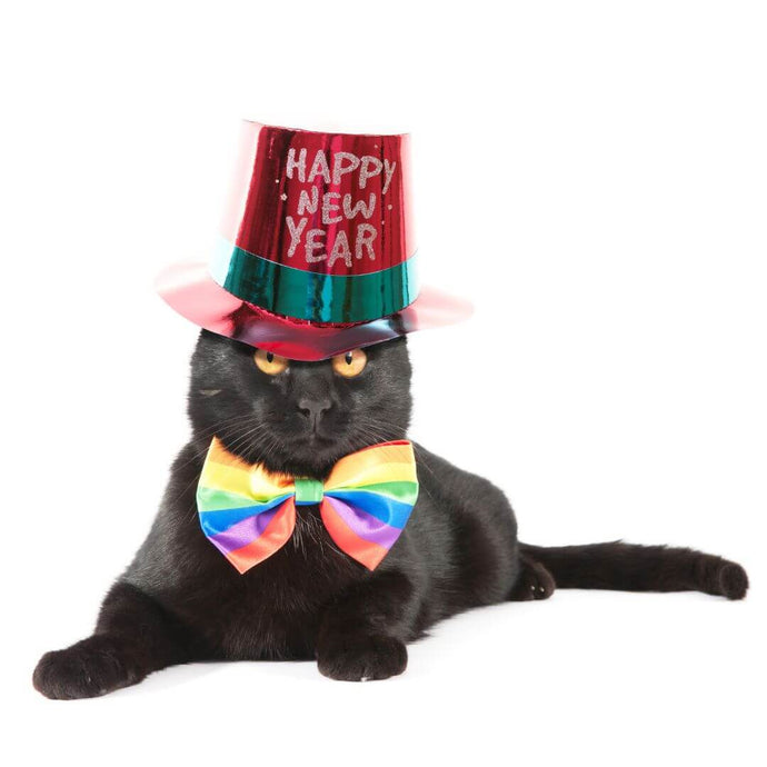 5 Gründe, Neujahrsvorsätze mit Haustieren zu machen