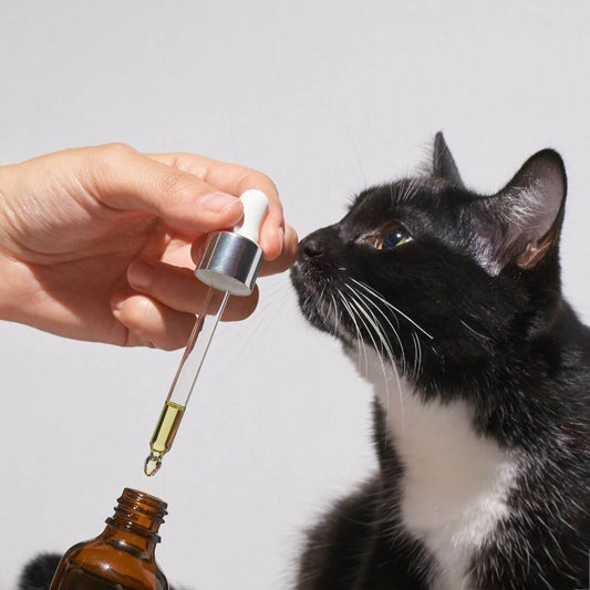 Katzenflüssigmedizin