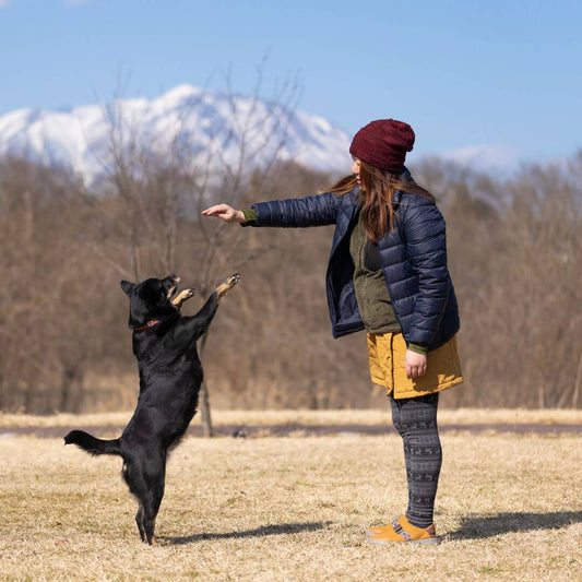 Hunde-Tricks