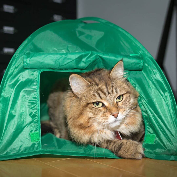 Campen mit Katze: So geht's