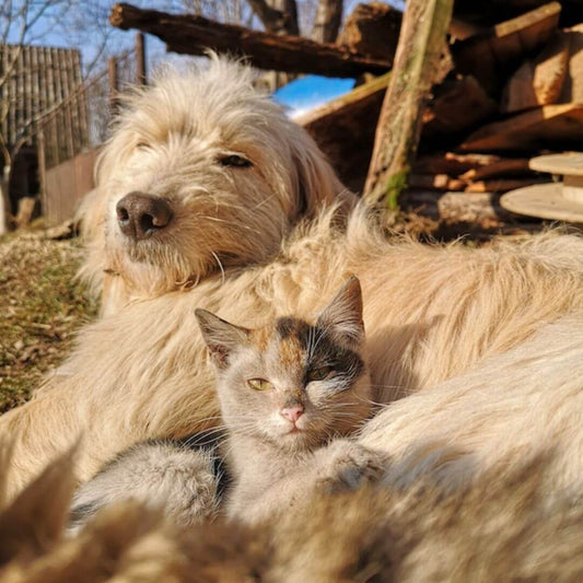 Können Katzen mit Hunden auskommen?